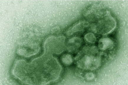 食品添加劑TBHQ可以預防禽流感病毒H7N9