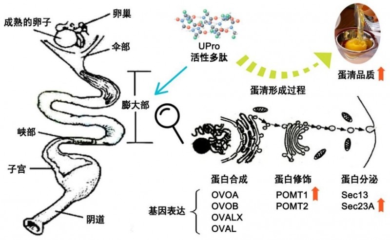 研究發(fā)現可改善蛋清品質(zhì)的蛋白營(yíng)養素及其作用途徑