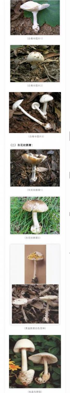 注意！別采別買(mǎi)別賣(mài)別吃野生蘑菇！又一起野生蘑菇致人中毒死亡事件