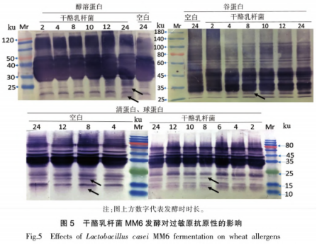 干酪乳桿菌發(fā)酵及熱加工方式對小麥蛋白抗原性的影響（二）