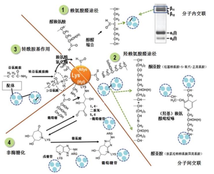 肌內結締組織的組成、分布及生長(cháng)調控研究進(jìn)展（二）