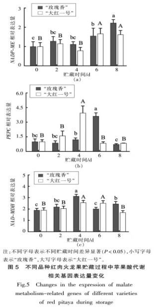 紅肉火龍果采后品質(zhì)劣變及蘋(píng)果酸代謝研究（三）