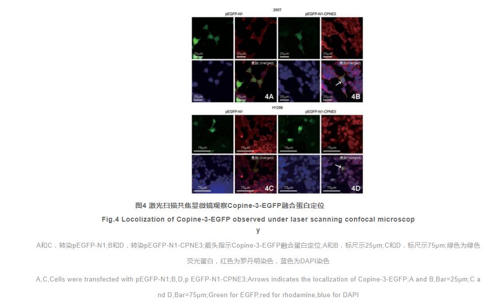 Copine-3-增強型綠色熒光蛋白融合蛋白在細胞中的表達和定位（三）
