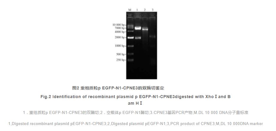 Copine-3-增強型綠色熒光蛋白融合蛋白在細胞中的表達和定位（二）