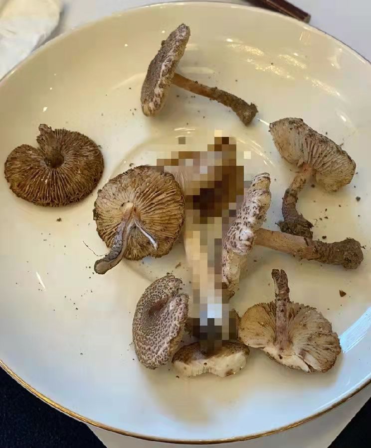 國家食品安全評估中心關(guān)于預防肉褐鱗環(huán)柄菇中毒的風(fēng)險提示