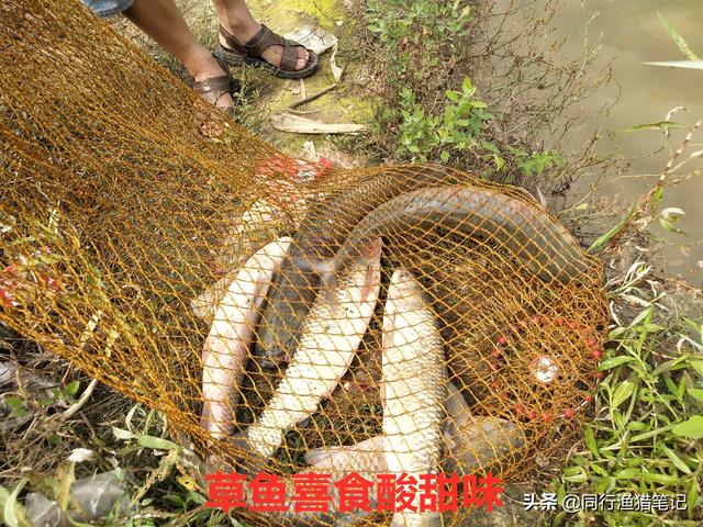 食品級果酸不應被誤解，不但沒(méi)副作用而且在釣魚(yú)過(guò)程中應用廣泛