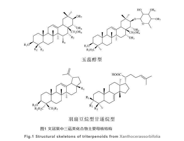 文冠果研究開(kāi)發(fā)進(jìn)展（一）