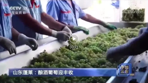 4天3上央視！國家級媒體頻頻聚焦蓬萊產(chǎn)區，報道中國盛唐·國賓酒莊葡萄基地釆收及壓榨場(chǎng)景