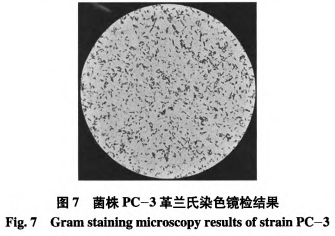 一株安徽本地泡菜中產(chǎn)細菌素乳酸菌的篩選與鑒定（三）