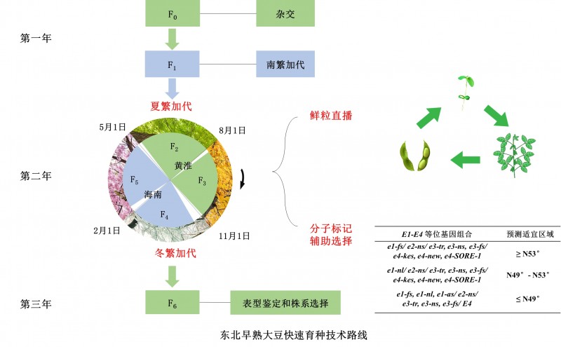 中國農業(yè)科學(xué)院作科所研發(fā)出自然條件下1年4代大豆快速育種新技術(shù)
