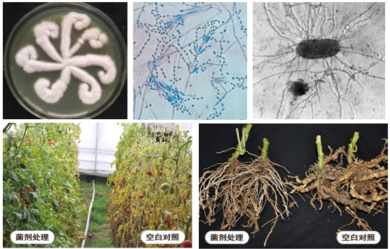 中國農科院植保所研發(fā)的防治根結線(xiàn)蟲(chóng)病生防制劑獲準生物農藥登記