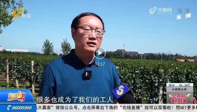 蓬萊產(chǎn)區豐收成焦點(diǎn)，中國盛唐·國賓酒莊再上山東衛視