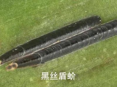 【動(dòng)植物檢疫】解讀 | 進(jìn)口南非鮮食柑橘植物檢疫要求