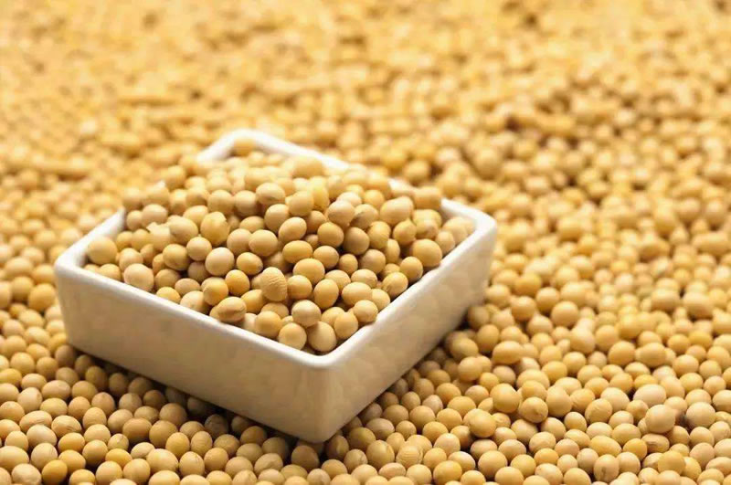 影響大豆酶解變性生產(chǎn)植物奶的主要因素是什么?