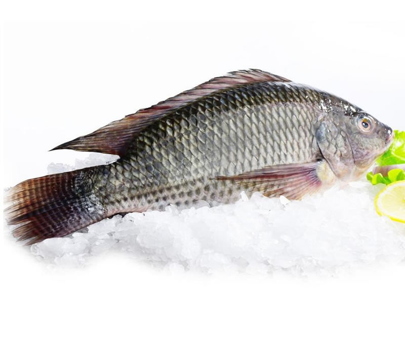 羅非魚(yú)鱗酶解膠原蛋白肽，為什么口感苦？