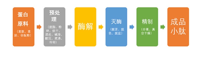 如何利用小麥蛋白酶解制備小麥蛋白多肽？