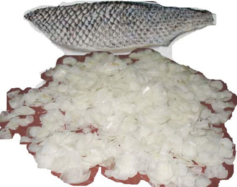 堿性蛋白酶酶解羅非魚(yú)鱗膠原蛋白肽的添加成本是多少？