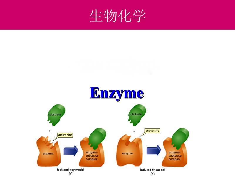 酶制劑在醫療器械清洗劑中的作用您了解多少？