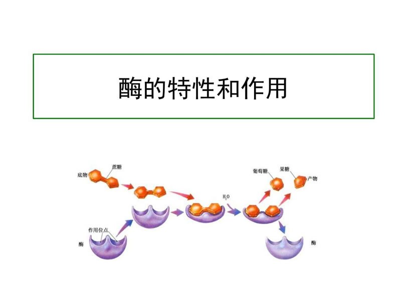 酶制劑在醫療器械清洗劑中的作用您了解多少？