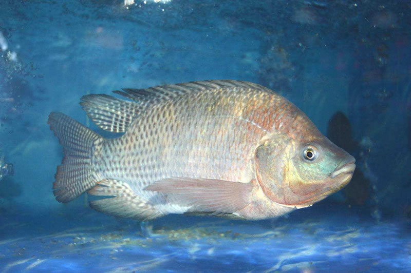 為什么木瓜蛋白酶酶解羅非魚(yú)皮膠原蛋白肽口感是苦的？