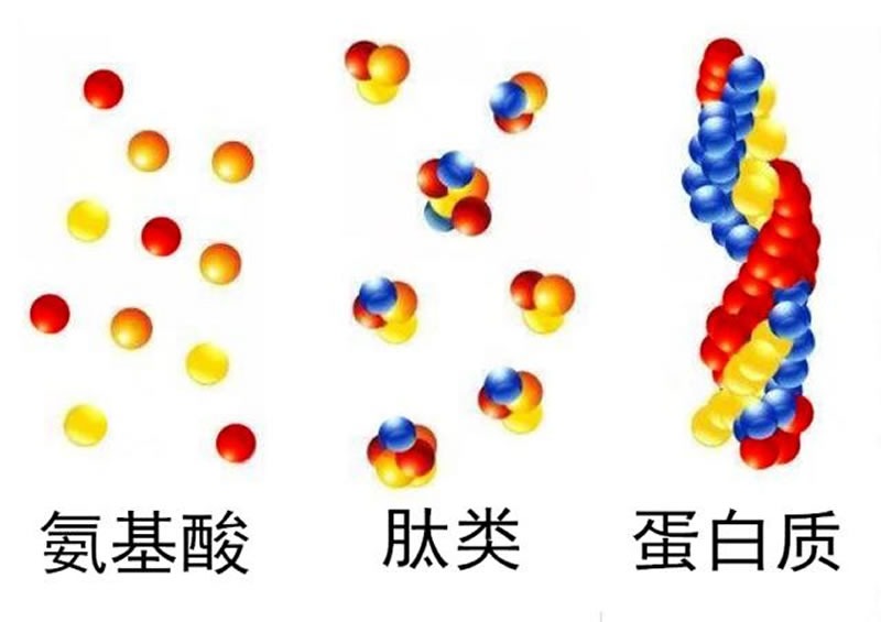 為什么大米蛋白酶解制備大米肽口感是苦的？