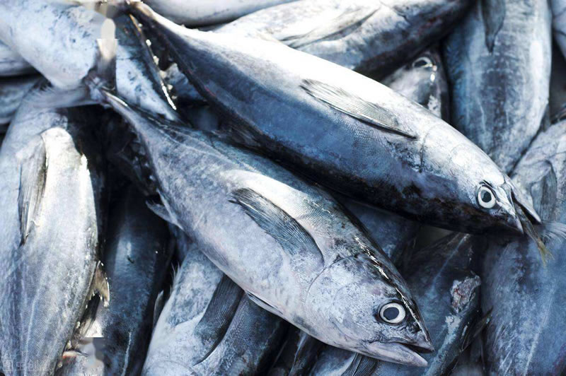 酶解金槍魚(yú)提高寵物誘食劑風(fēng)味性的酶制劑有哪些？