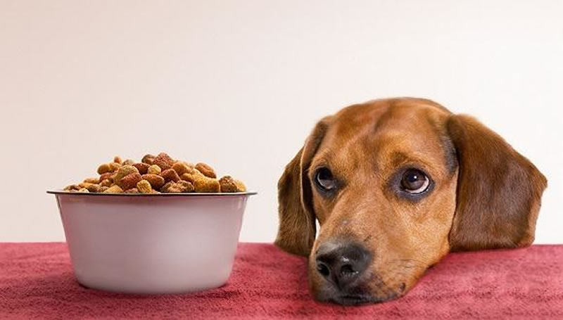 如何酶解雞肝粉提高寵物飼料誘食劑風(fēng)味？