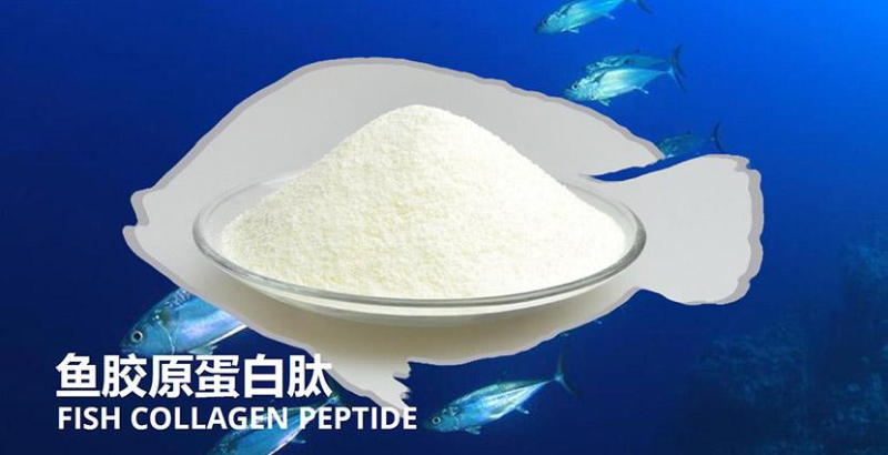 鱈魚(yú)如何酶解提取魚(yú)皮膠原蛋白？