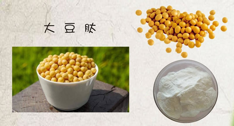 如何利用酶技術(shù)讓大豆蛋白水解制備生物活性肽？