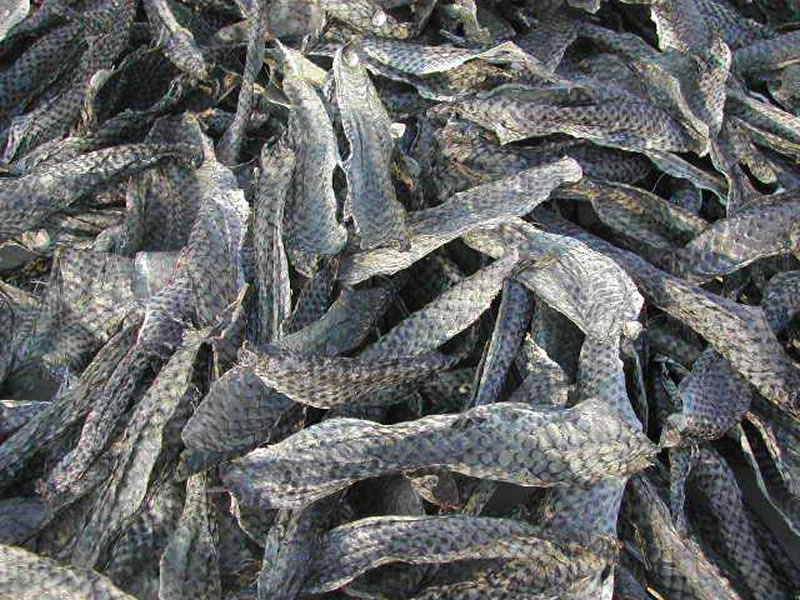 羅非魚(yú)皮酶解膠原蛋白肽和魚(yú)鱗提取的區別？